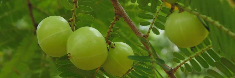 Benefits of Amla for Eyes, Hair and Digestion