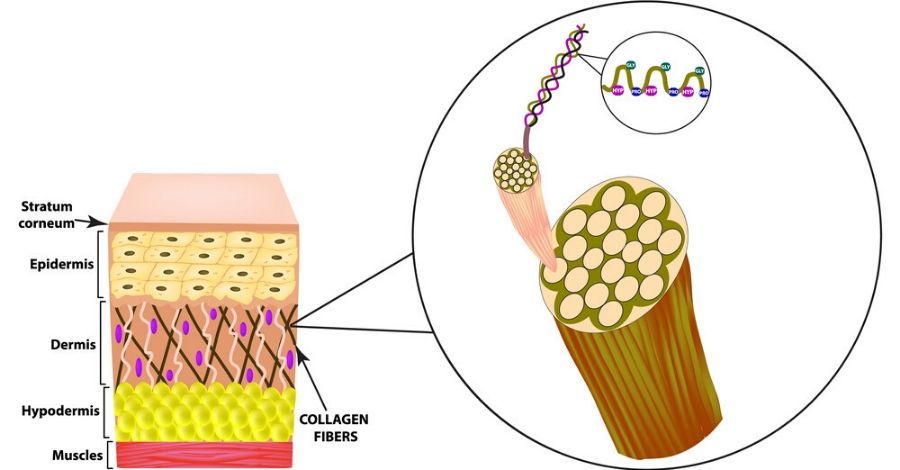 Collagen structure