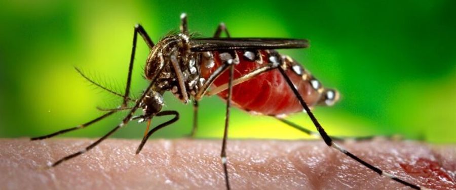 Zika Virus Mosquito