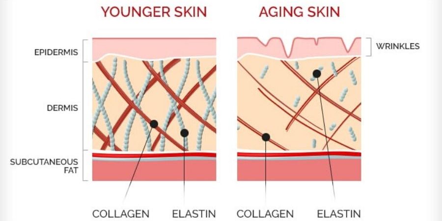collagen-diagram