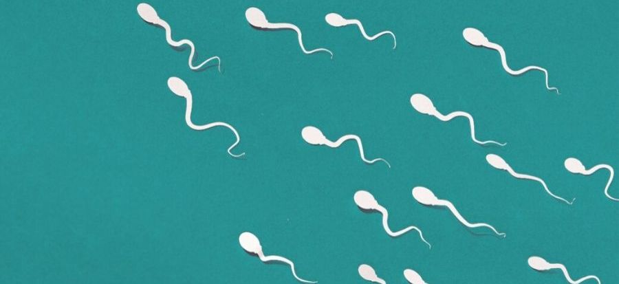 Sperm Counts