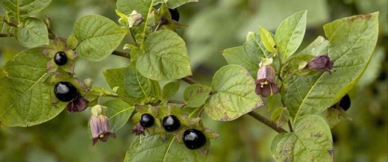 Atropa Belladonna: Uses, Side-Effects, Dosage and Precautions - High ...