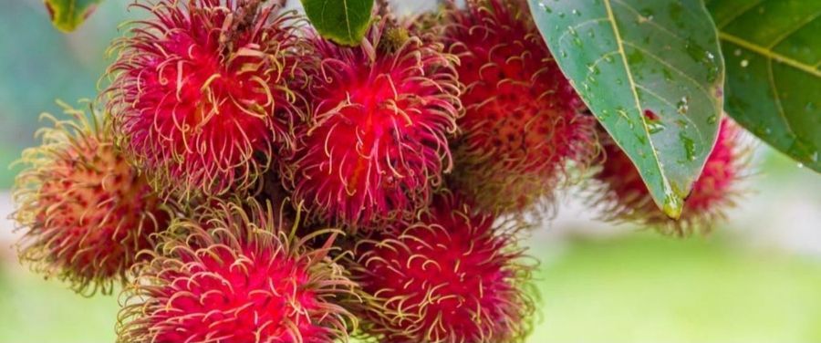 Rambutan Fruit: Nutrition, Health Benefits and Side Effects