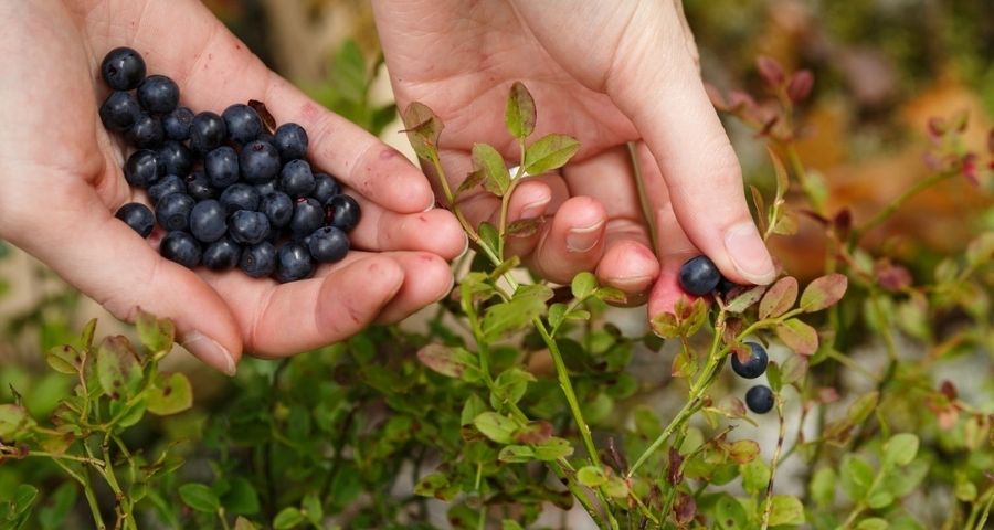 Picking Fresh Bilberries From Plants