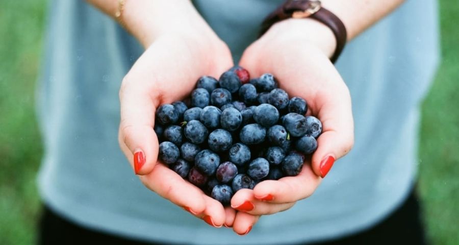 A Handful of Fresh Bilberries (European Blueberry)