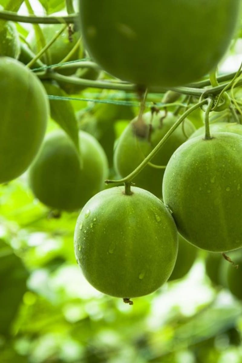 All You Need To Know About Monk Fruit Sweeteners High Rated Gabru
