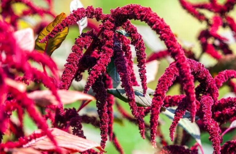 15 Proven Health Benefits of Amaranth (Chaulai), Nutrition and Side