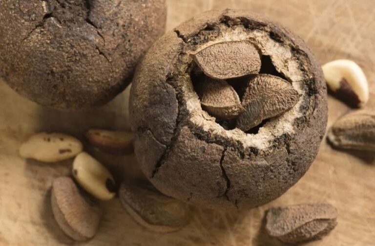 Brazil nuts Nutrition, benefits and sideeffects High Rated Gabru