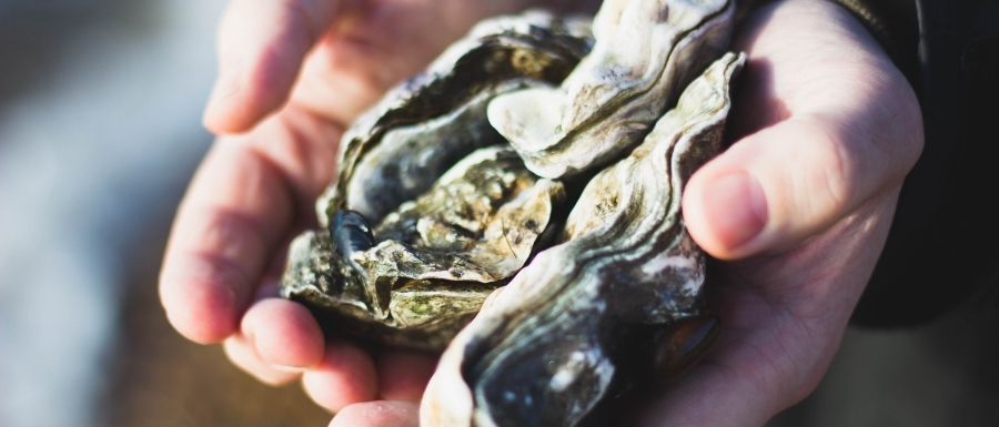 Oysters: Are They Good for You?