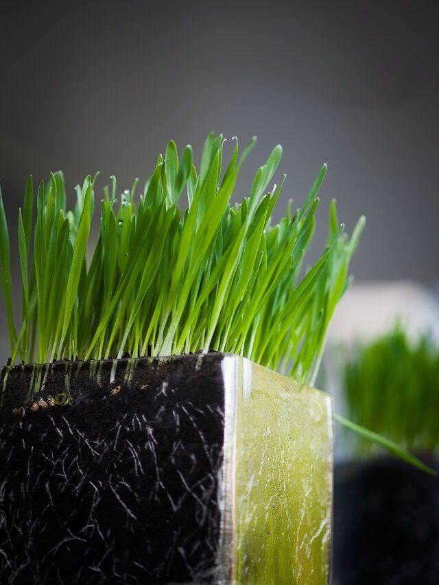 9 Surprising Health Benefits of Wheatgrass