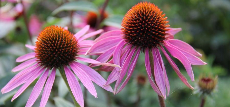 Echinacea Benefits, Uses, side effects, and dosage