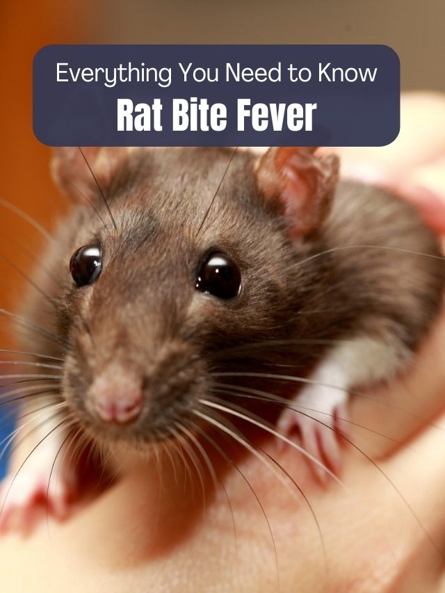 Rat Bite Fever