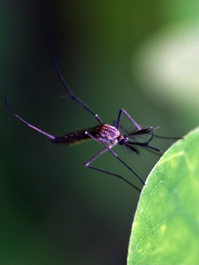 Zika Virus: A Complete Guide