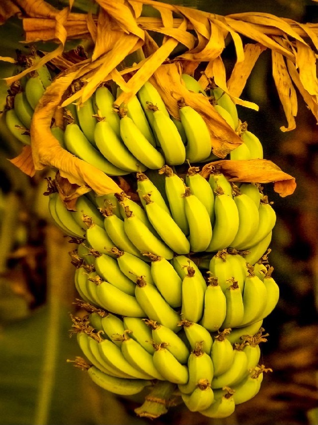 13 Proven Benefits of Banana