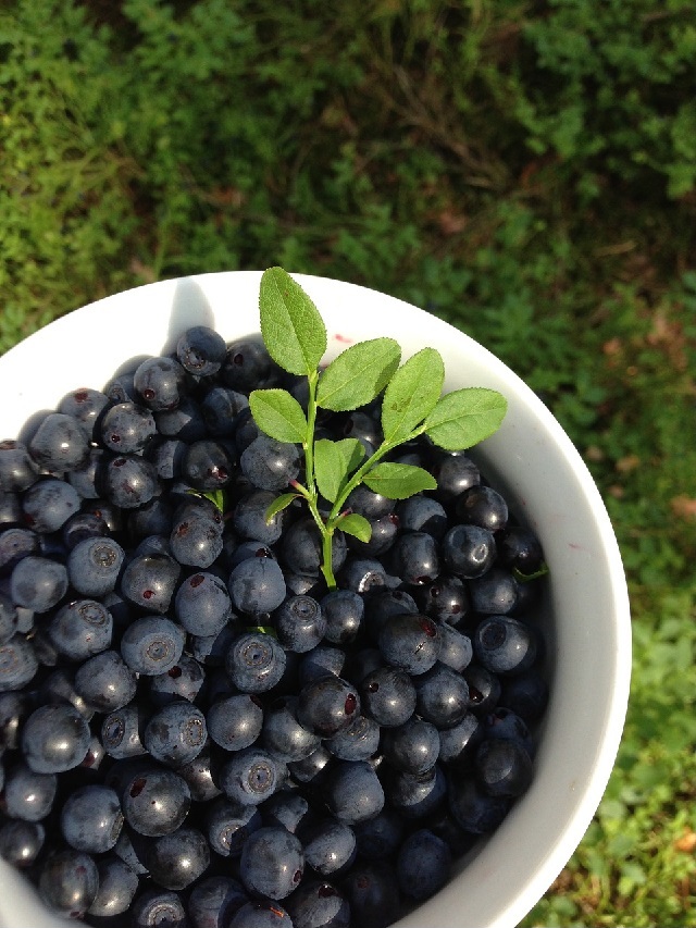 13 Proven Benefits of Bilberry