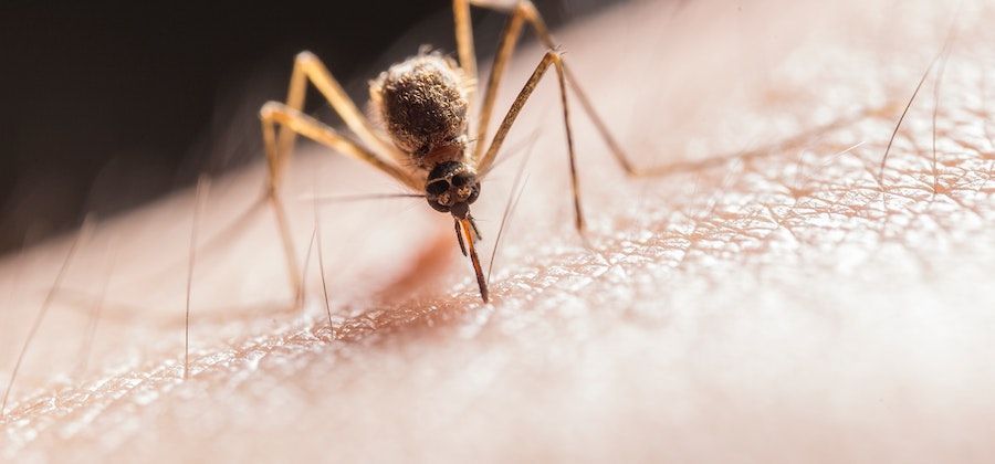 Dengue fever: Causes, symptoms, diagnosis, prevention and treatments