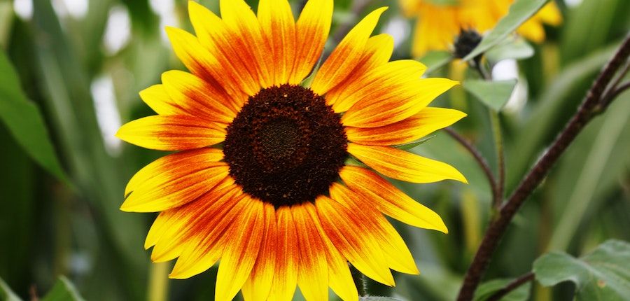 5 Incredible health benefits of sunflower seeds you didn't know about
