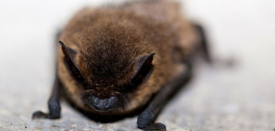 white nose syndrome: Causes, symptoms, history and treatment