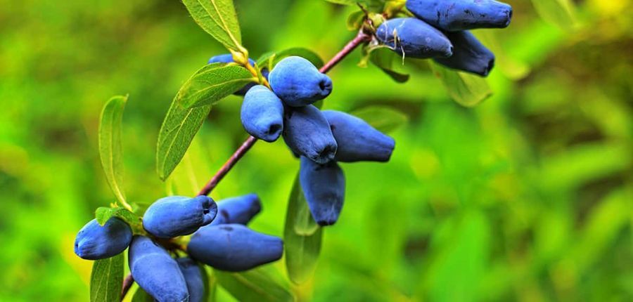 Honeyberry: Benefits and Side Effects