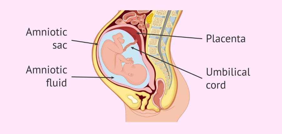 Amniotic Fluid Explained